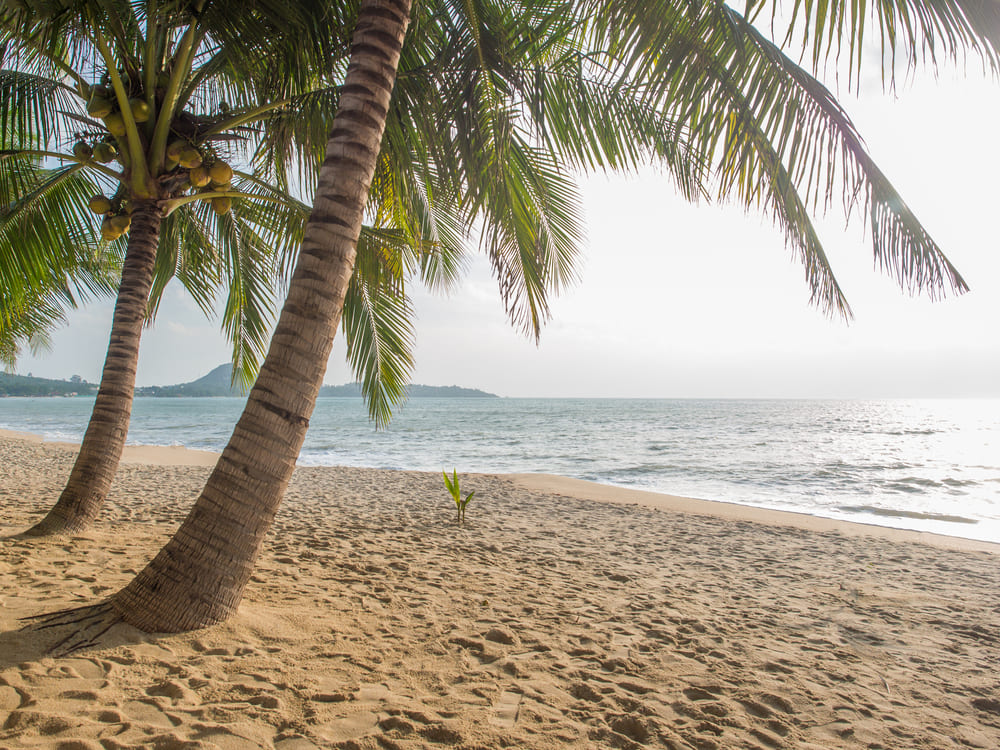 Ocean Front Panamá: descubre tu nuevo hogar frente al mar en Panamá Oeste